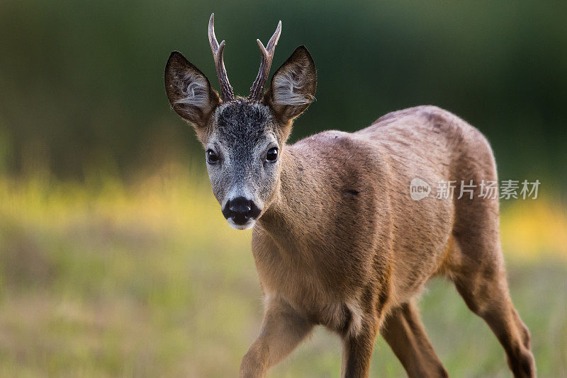 狍子（Capreolus capreolus）